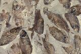 Fossil Fish (Gosiutichthys) Mortality Plate - Lake Gosiute #130060-2